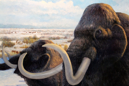 猛犸象 古代动物 灭绝动物
