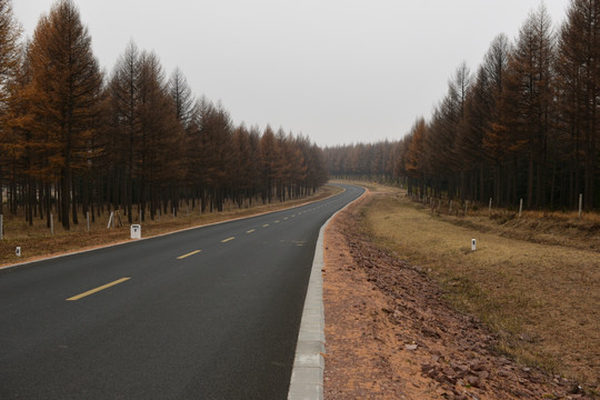 森林公路