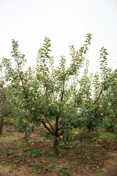 秋天的苹果树 农作物 果园丰收