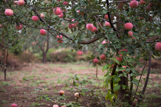 秋天的果实 红富士苹果树 果园