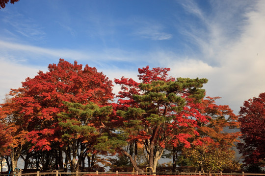 日本山中湖红叶