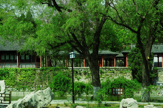 公園柳樹