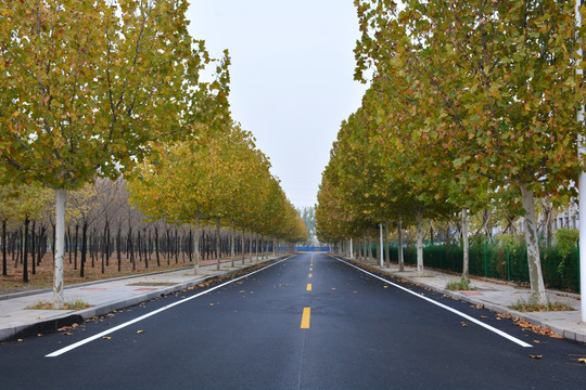 泊油路