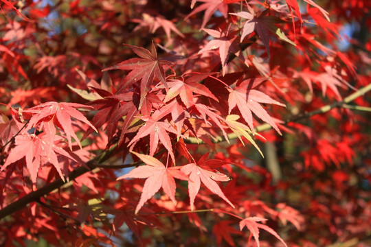 枫叶 栖霞山枫叶 红色 植物