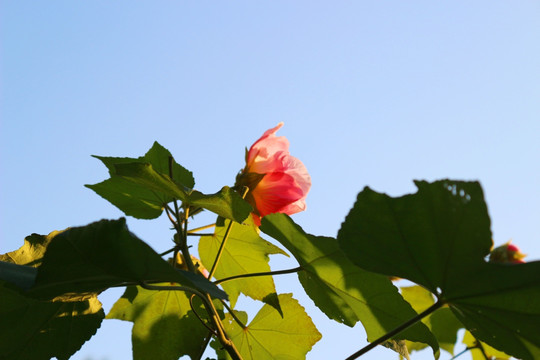 木芙蓉