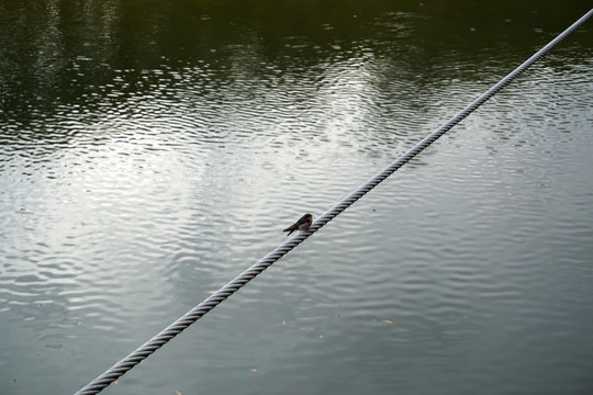 湖面钢丝绳上小憩的鸟儿