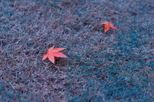 小雨夹雪中的红叶