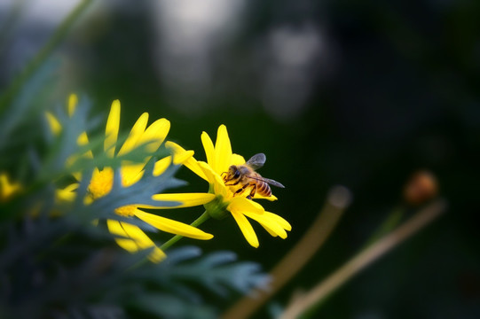 采蜜的小蜜蜂