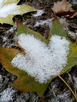 雪中的树叶 一片叶子