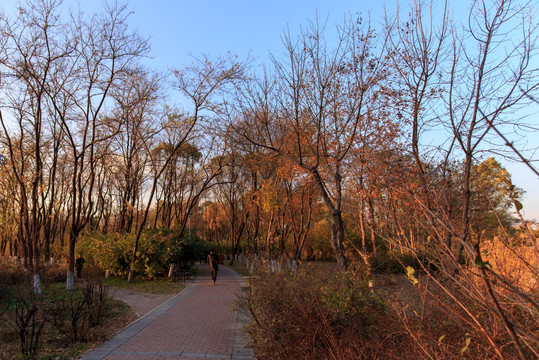 北京奥森公园林间小路斜阳