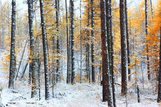 森林秋雪