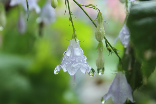 花开的季节