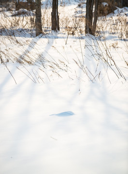 雪景