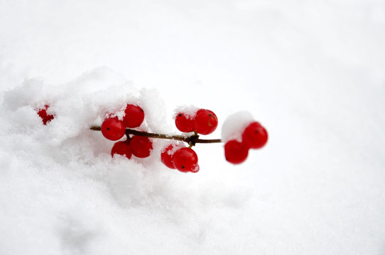 红白相应雪景美