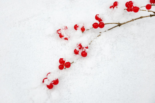 白雪盈红豆