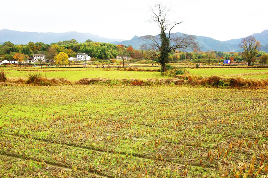 田野远山塔川秋色