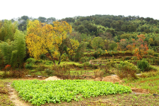 田园秋色