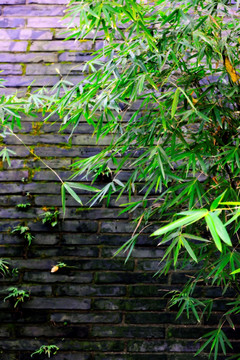 青砖墙下的竹丛