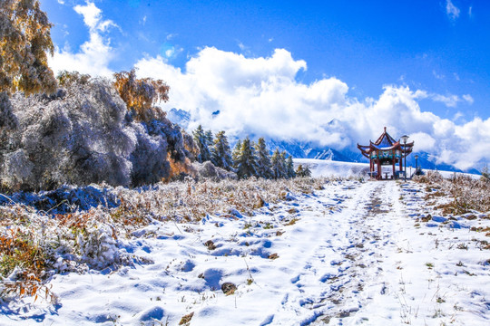 天山山脉树林