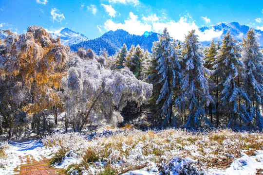 天山山脉树林