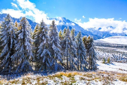 天山山脉树林