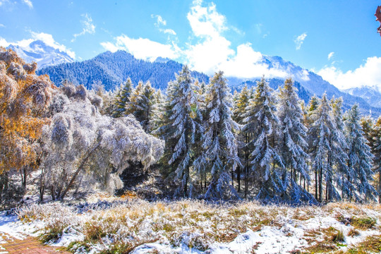 天山山脉树林