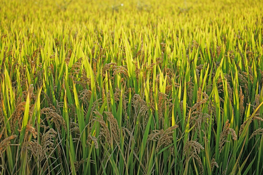 稻田 水稻 稻子 稻谷 稻穗