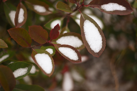 叶片上的雪花