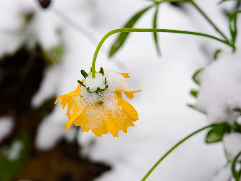 雪中黄花