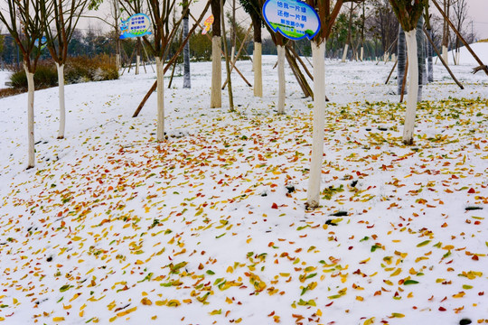 雪地落叶