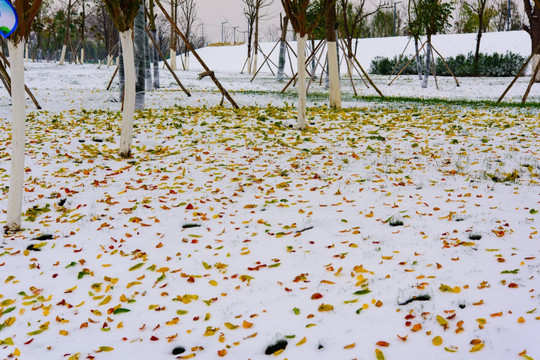 雪地落叶