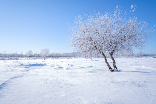雪野孤树