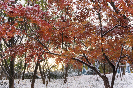 雪后 （8）