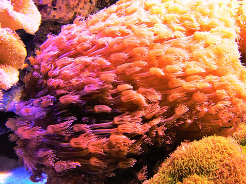 珊瑚 海草 海藻 水生植物