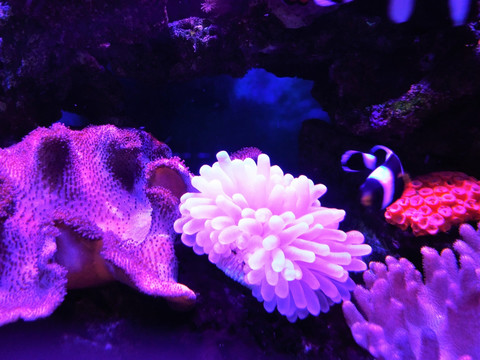 珊瑚 海藻