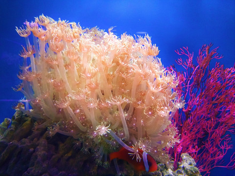 珊瑚 海藻 水生植物