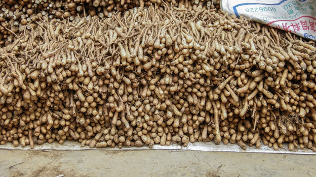 种山药 山药栽 铁棍山药