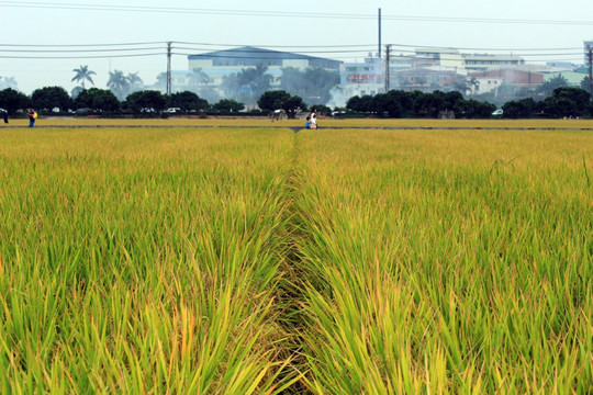 希望的田野