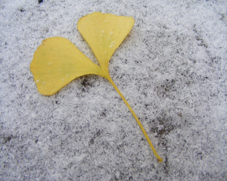 雪地