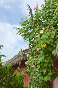 成都明蜀王陵 红墙 芙蓉花