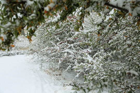 雪景