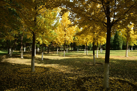 奥林匹克公园秋景