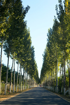 林荫小路