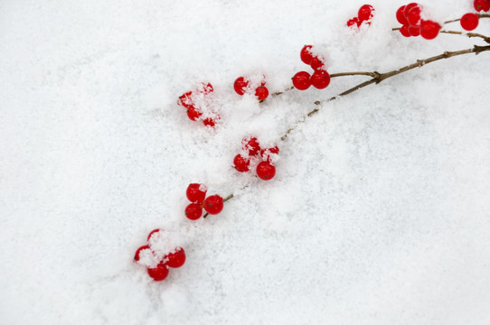 雪中红果