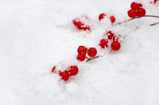 雪中即景