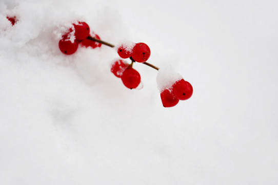 一支忍冬盈白雪