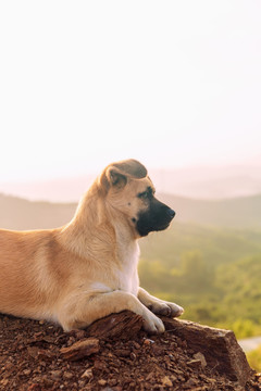 小狗与山峦