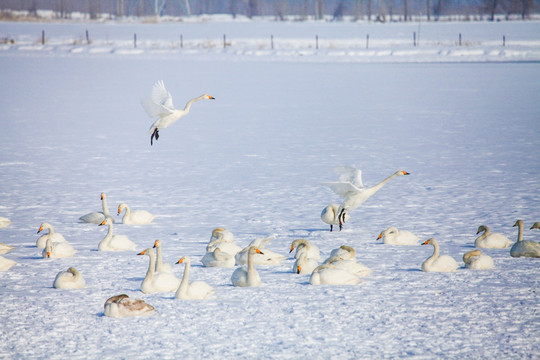 冬季甘家湖野生天鹅