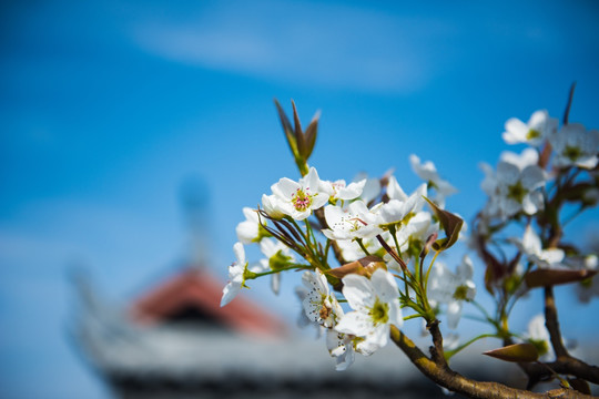 梨花