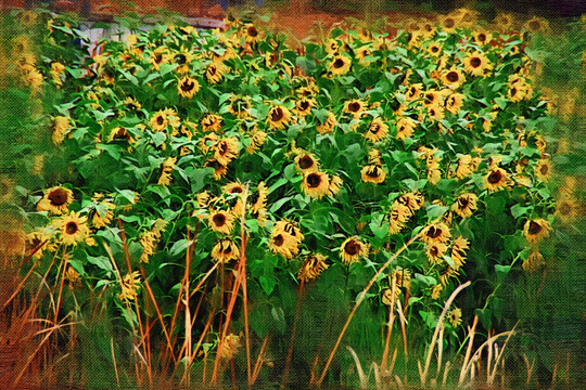 花卉油画 向日葵